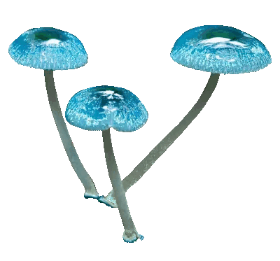 Retro gif of glimmering light blue mushrooms.